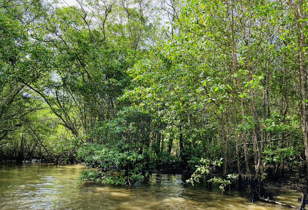 cachoeira